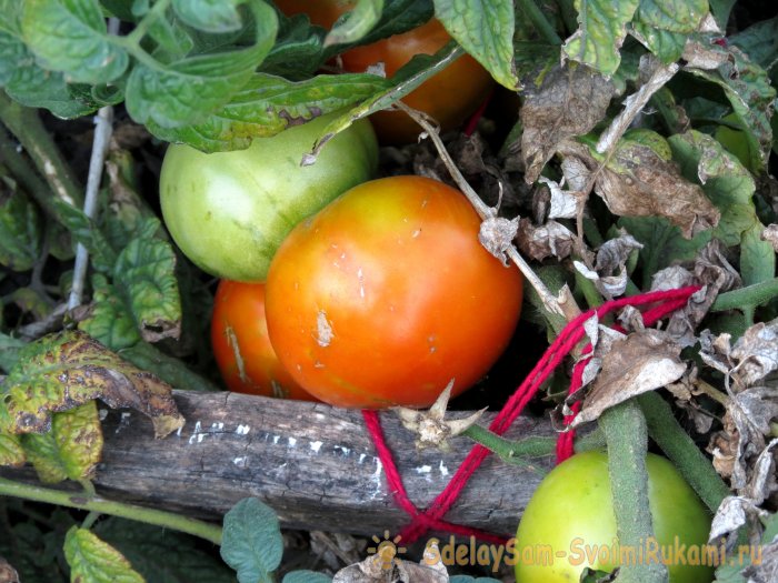 Насколько важно подвязывать помидоры для большого урожая и как правильно это делать