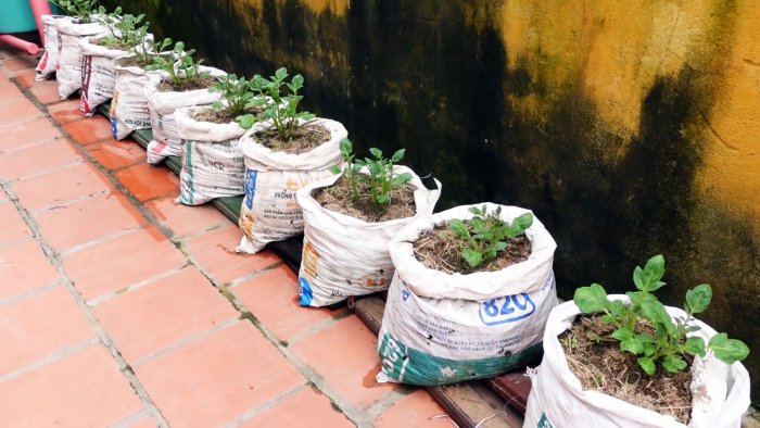 Неожиданный способ выращивания картофеля в мешках Без участка и даже на балконе