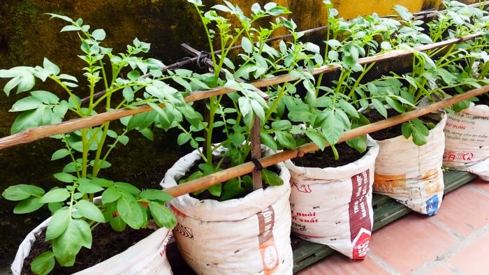 Неожиданный способ выращивания картофеля в мешках Без участка и даже на балконе