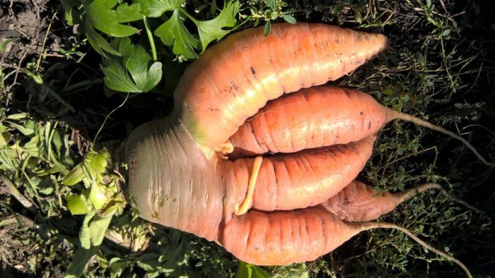 Почему морковь трескается или вырастает рогатой мелкой и несладкой Как предупредить проблему