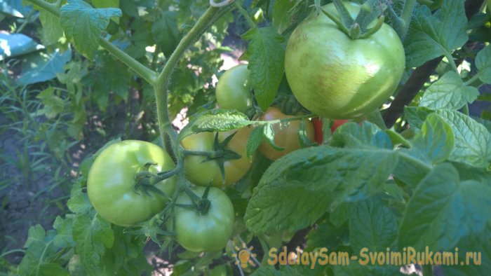Как ускорить созревание томатов в августе хитрости и стимулирующие подкормки