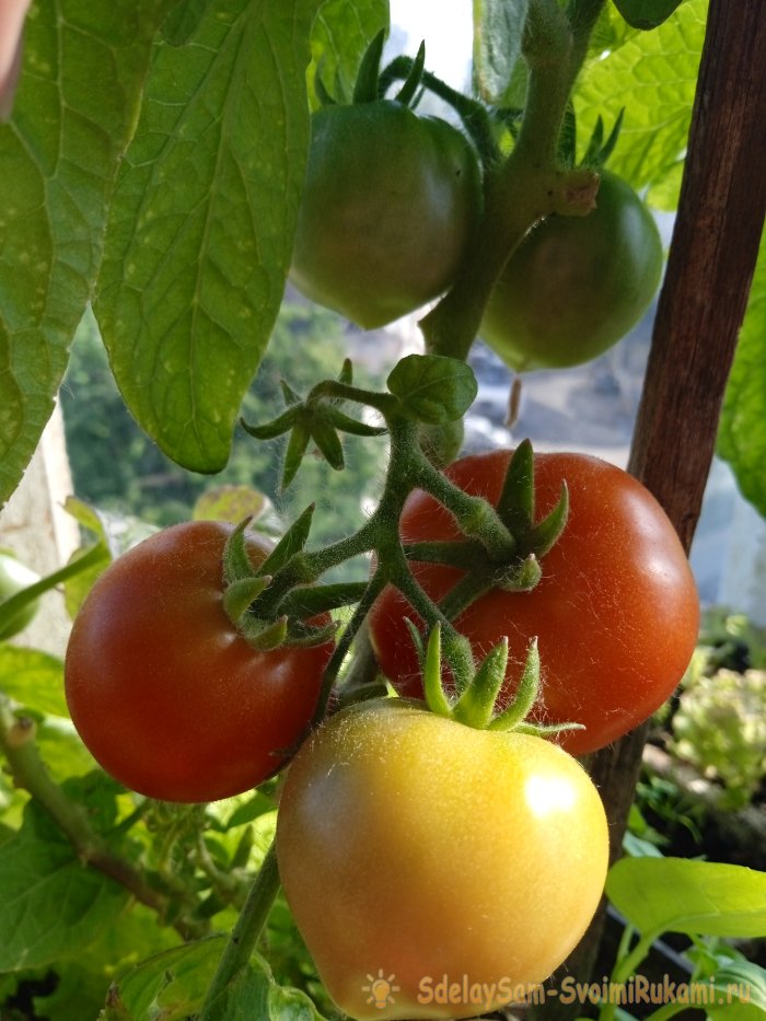 Как ускорить созревание томатов