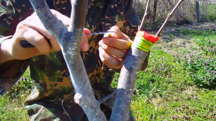 Как легко привить дерево при помощи дрели способ который всегда работает