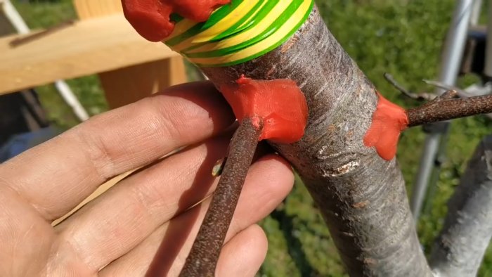 Как легко привить дерево при помощи дрели способ который всегда работает