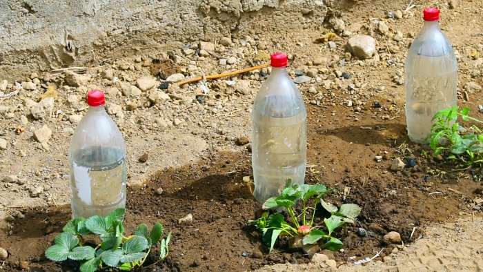 Как сделать корневой полив растений из ПЭТ бутылки
