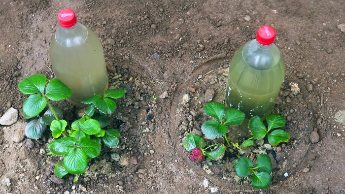 Как сделать корневой полив растений из ПЭТ бутылки