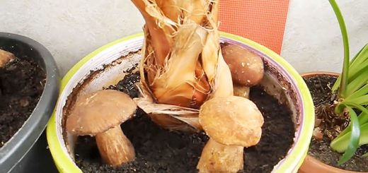 Как выращивать белые грибы на подоконнике