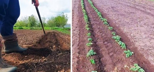 Как выращивать помидоры без единого полива за все лето