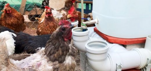 Автоматическая поилка для домашней птицы из канализационных тройников и колен