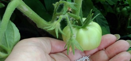 Оптимальная шестидневная схема подкормки томатов в период активного плодоношения