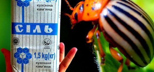 Безопасные и доступные средства от колорадского жука