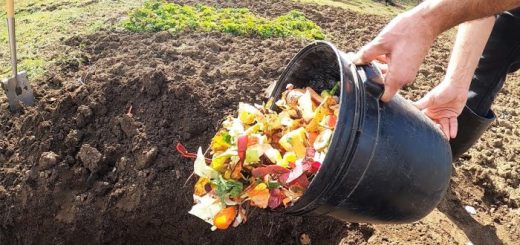 Зачем опытные огородники закапывают кухонные отходы в саду