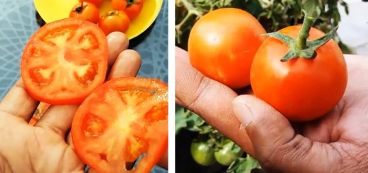Как вырастить помидоры из покупных Способ для тех у кого нет огорода