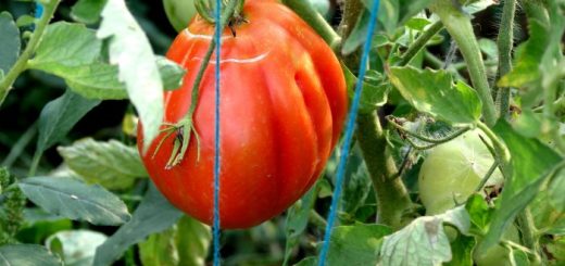 Насколько важно подвязывать помидоры для большого урожая и как правильно это делать