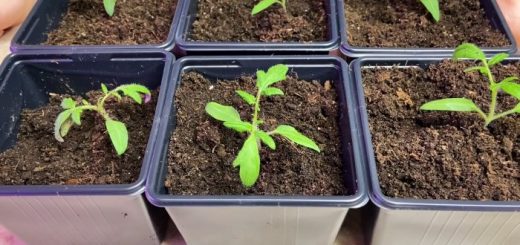 Как заставить расти корень рассады помидоров после пикировки