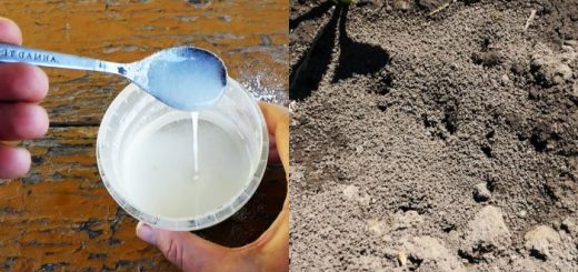 Простое и эффективное средство поможет избавиться от надоедливых муравьев