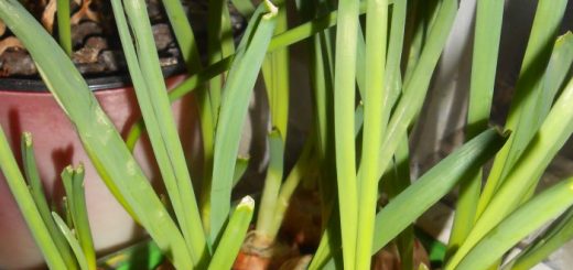 Все секреты быстрого выращивания зеленого лука на подоконнике