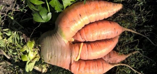 5 преимуществ посева моркови в клейстере помогут забыть о сухом способе