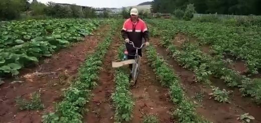 Велосипед и шуруповерт очистят участок картошки от колорадского жука за 10 минут